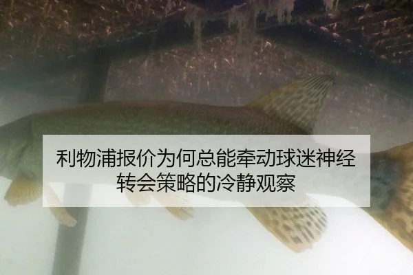 利物浦报价为何总能牵动球迷神经 转会策略的冷静观察 | xingkong